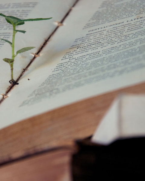 planta crece en libro
