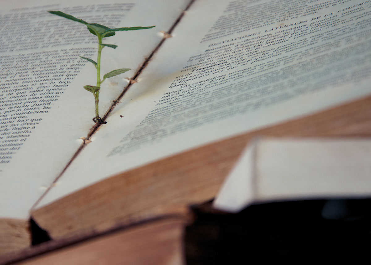 planta crece en libro