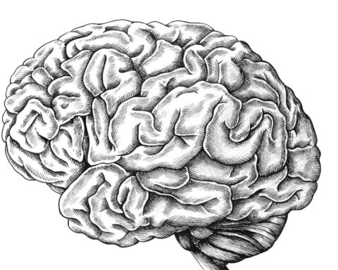 Ilustración que representa el cerebro, la mente