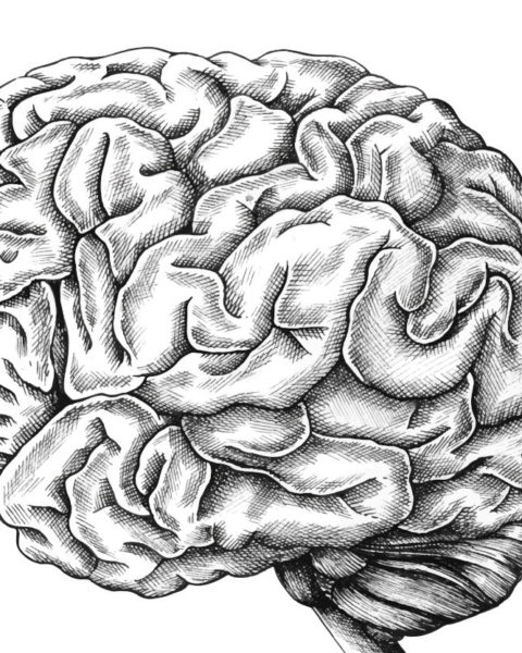 Ilustración que representa el cerebro, la mente