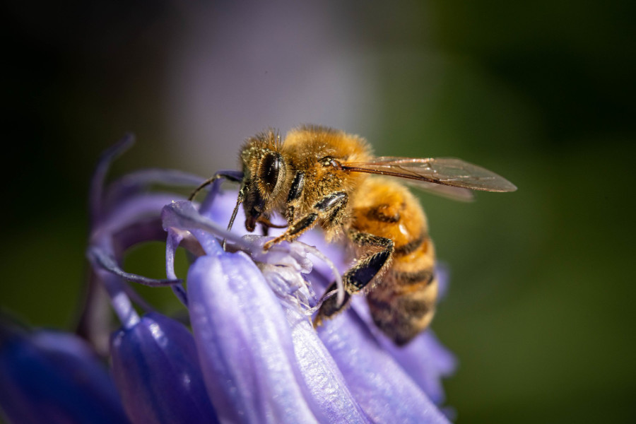 Abeja libando flor