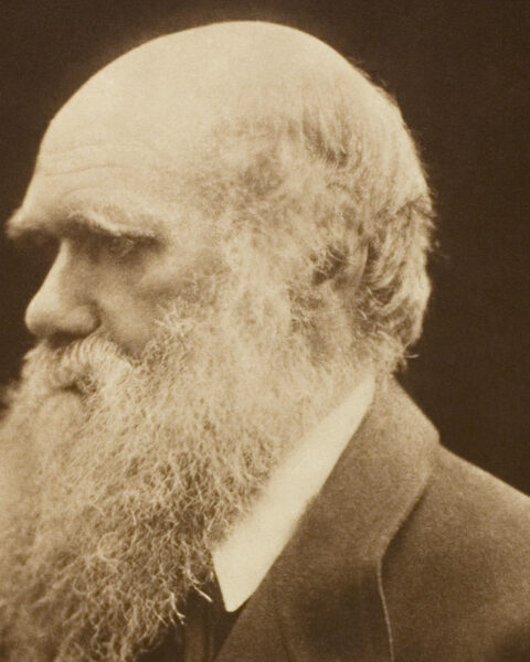 Impresión al carbono de una fotografía de Charles Darwin. Referencia de la Colección Alfred Steiglitz 1949.881, Art Institute of Chicago, circa 1868, impresión de 1875.