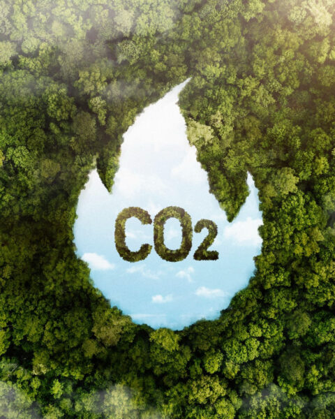 COP29 créditos de carbono Artículo 6