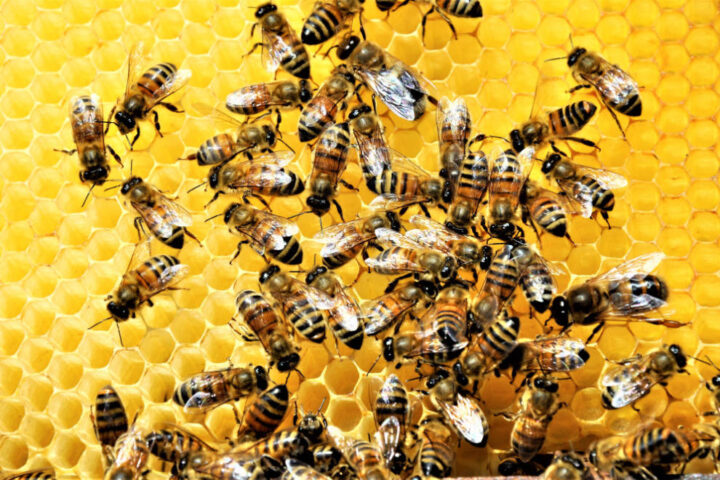 Abejas en panal en relación con texto de Jeff Sebo