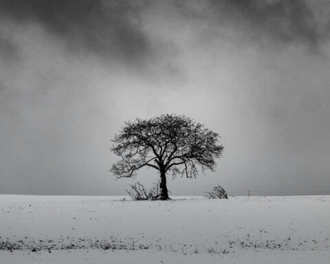Árbol sin hojas en una colina nevada con un cielo nublado de fondo en blanco y negro