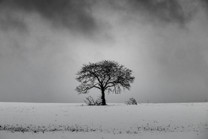Árbol sin hojas en una colina nevada con un cielo nublado de fondo en blanco y negro