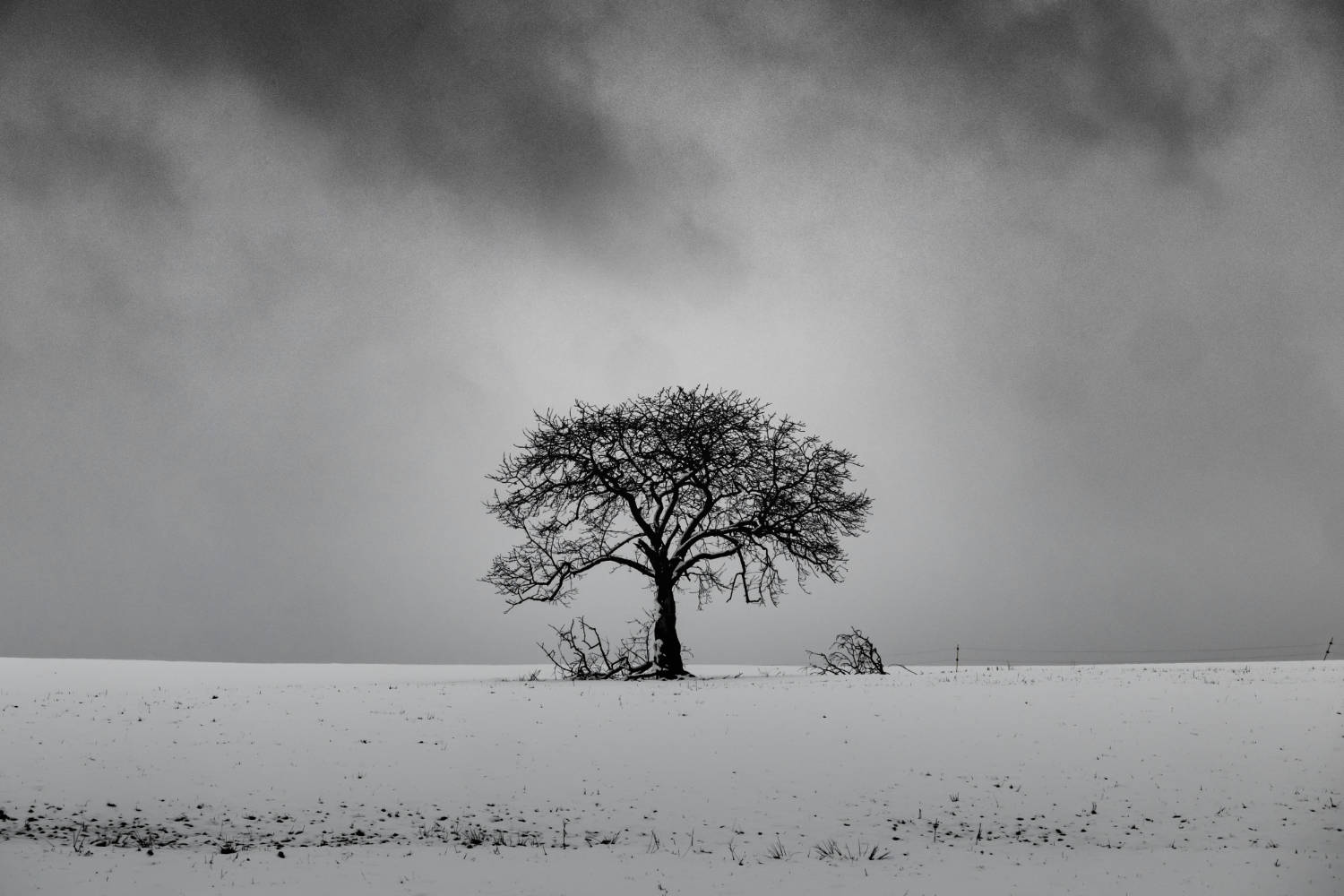Árbol sin hojas en una colina nevada con un cielo nublado de fondo en blanco y negro