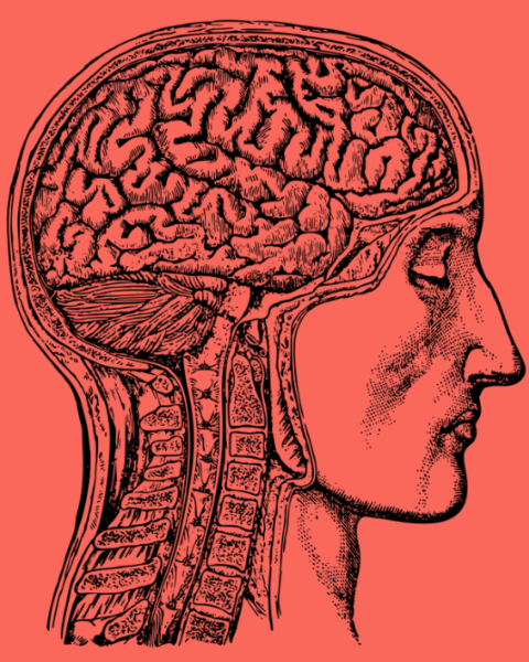 Ilustración de cabeza humana para estudio científico.