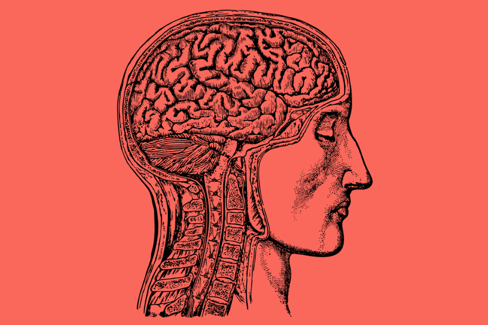 Ilustración de cabeza humana para estudio científico.