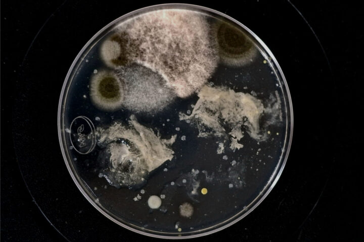 "El oscuro verano en mi jardín está llegando a su fin" (2025). Cultivo bacteriano de la fauna, la flora y el ambiente de un jardín casero, cultivo de microbioma humano. Exposición colectiva HOME-S , Christos Kapalos Museum, Isla de Engina, Grecia, 2026